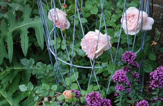 Roses, Alice Bowe England Landscape Design
