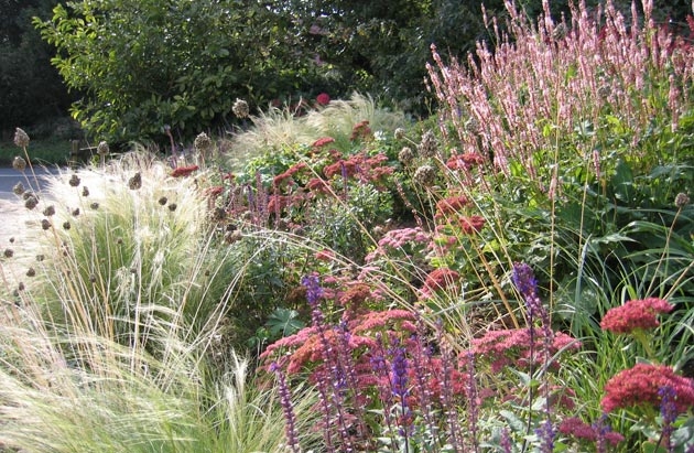 Persicaria, Alice Bowe English Landscape Garden Design