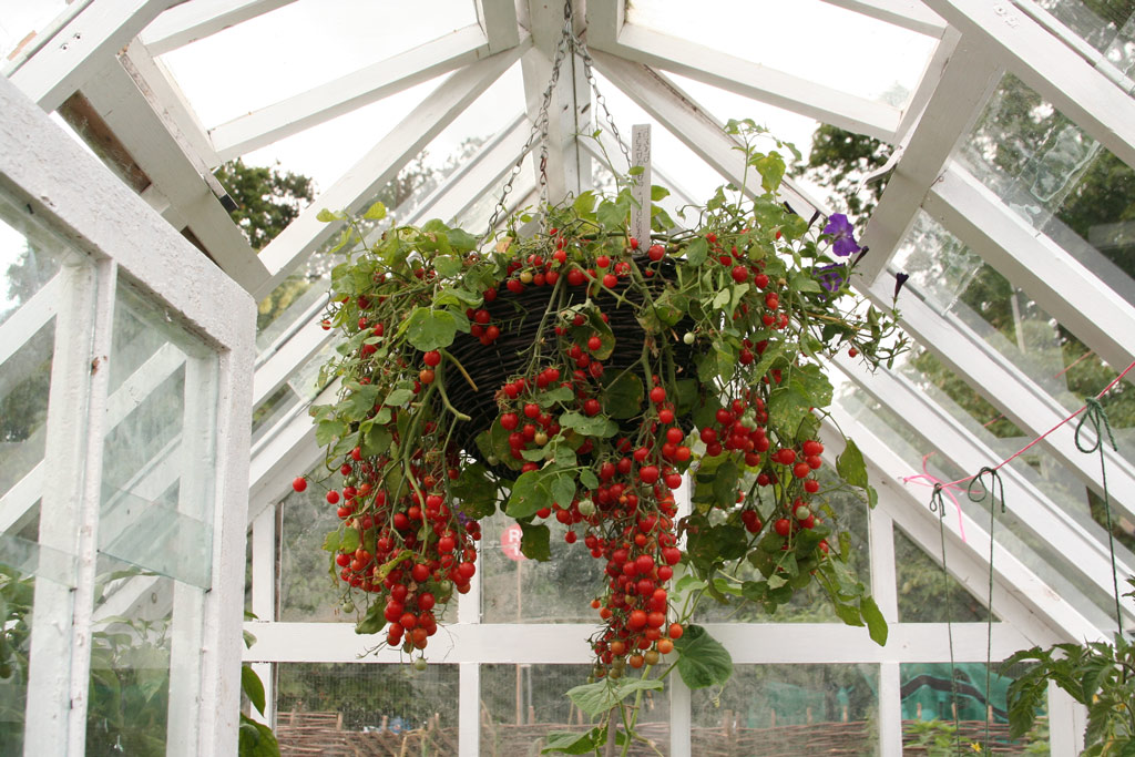 Hanging Basket of Cherry Tomatoes, The Growing Tastes Allotment Garden